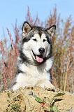 ALASKAN MALAMUTE 052
